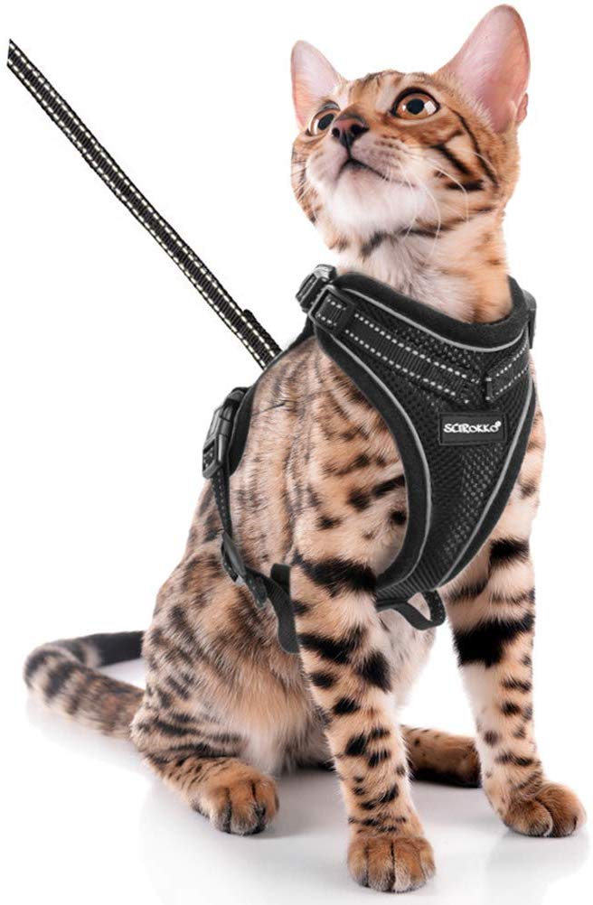 Look Cool Walking Your Cat With A Stylish Harness