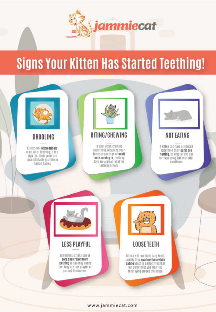 Signs-Your-Kitten-Has-Started-Teething!-Infographic